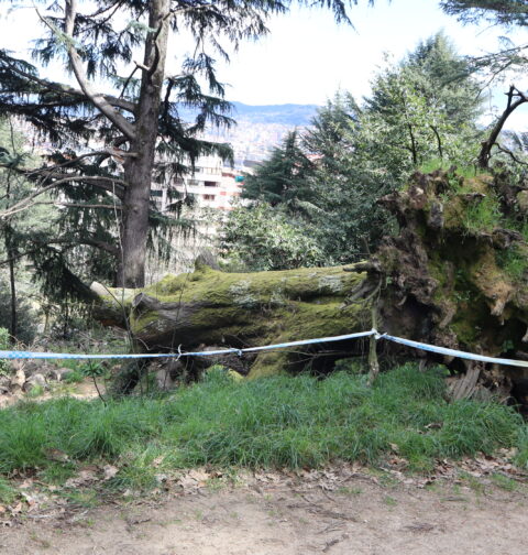 El BNG de Vigo urge actuaciones del Gobierno local ante lo estado de abandono del monte del Castro