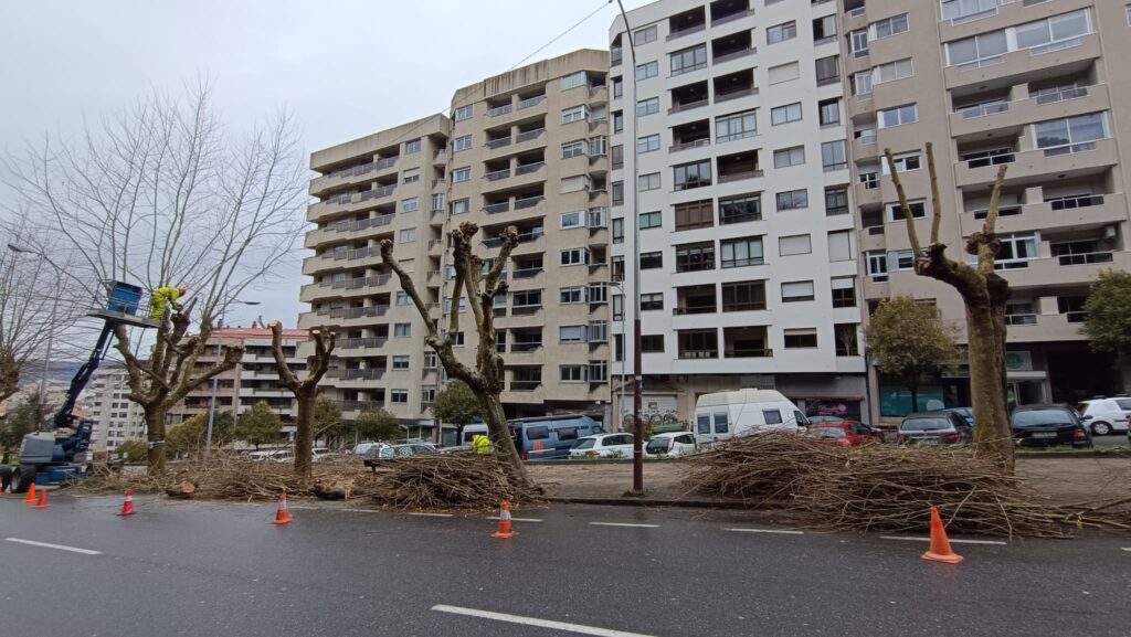 Amigas de los Árboles de Vigo denuncia la brutal mutilación de los plátanos de la calle Marqués de Alcedo: un atentado contra lo arbolado urbano de Vigo.
