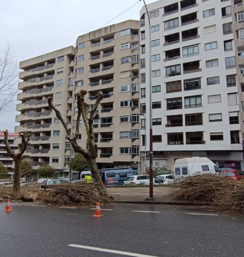 Amigas de los Árboles de Vigo denuncia la brutal mutilación de los plátanos de la calle Marqués de Alcedo: un atentado contra lo arbolado urbano de Vigo.