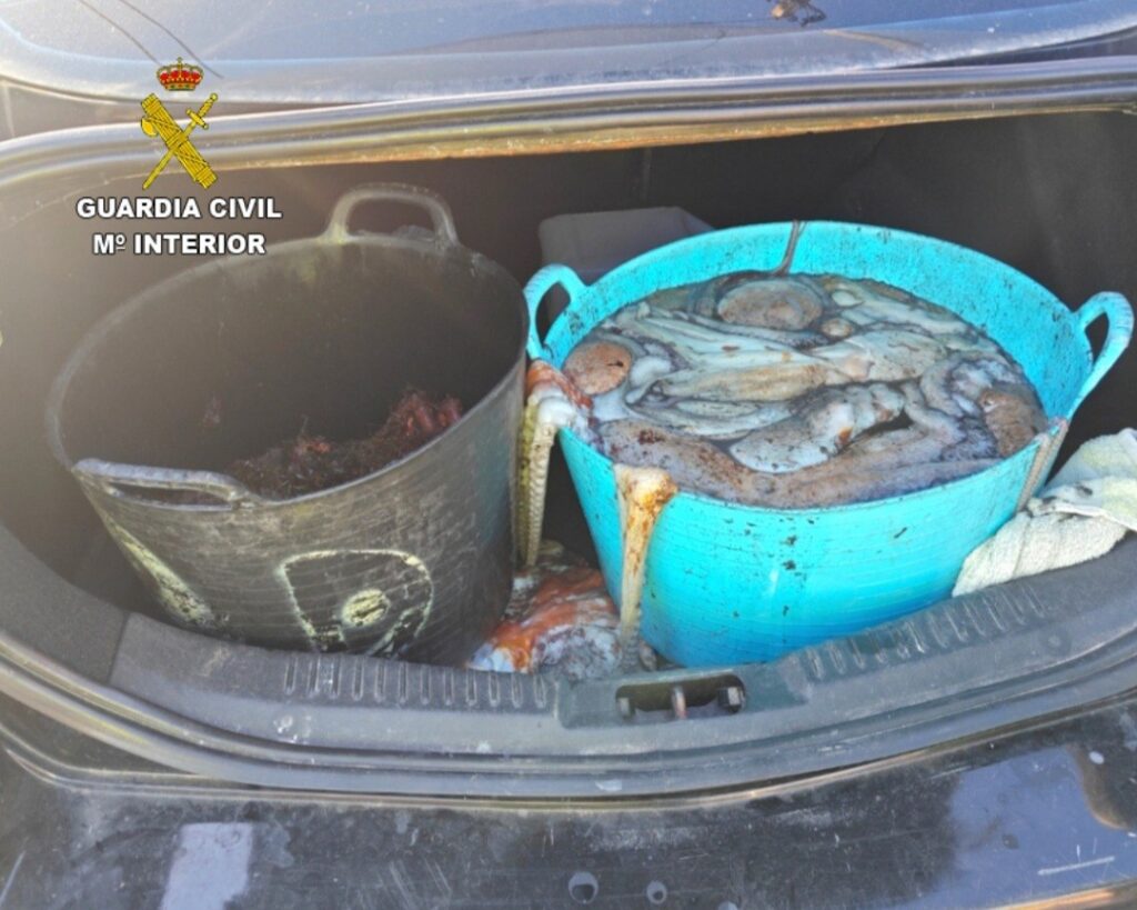 La Guardia Civil incauta en Bueu 45 kilos de pulpo y más de 8 kg de centolla ovada sin documentación que ampare la mercancía