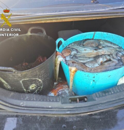 La Guardia Civil incauta en Bueu 45 kilos de pulpo y más de 8 kg de centolla ovada sin documentación que ampare la mercancía