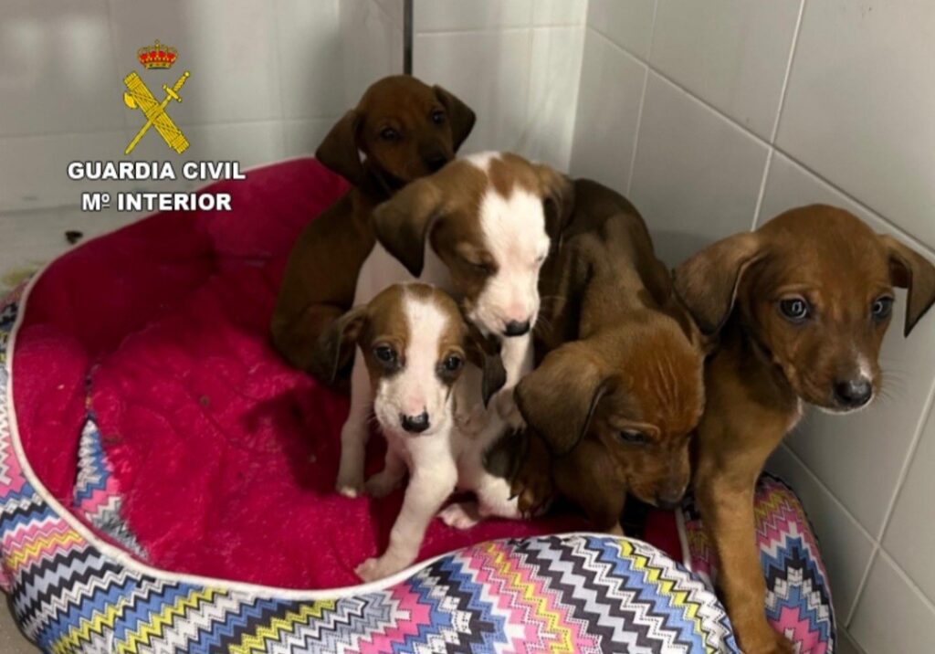 La Guardia Civil investiga a un varón en A Guarda por un presunto delito de abandono animal