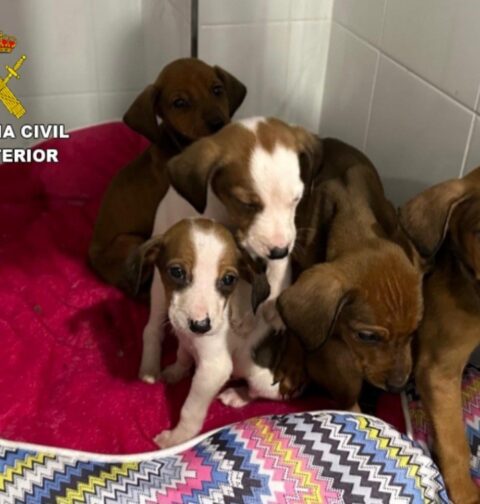 La Guardia Civil investiga a un varón en A Guarda por un presunto delito de abandono animal