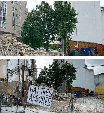 Amigas das Árbores de Vigo reclama la protección efectiva de los árboles en el nuevo proyecto urbanístico de María Berdiales