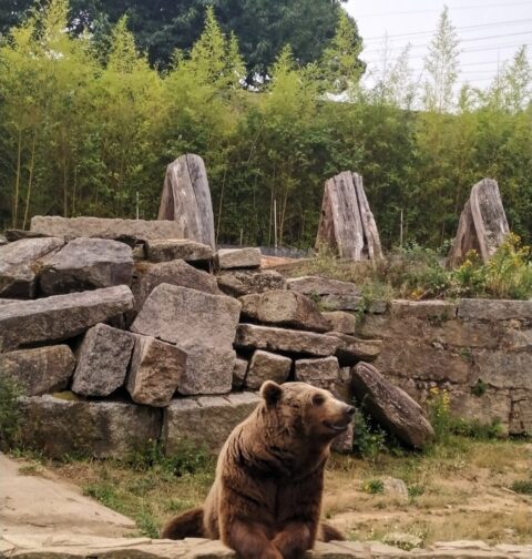 Fallece el oso Carmo, símbolo del parque de Vigo, a los 21 años tras una eutanasia humanitaria en Lugo
