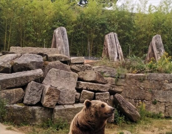 Fallece el oso Carmo, símbolo del parque de Vigo, a los 21 años tras una eutanasia humanitaria en Lugo