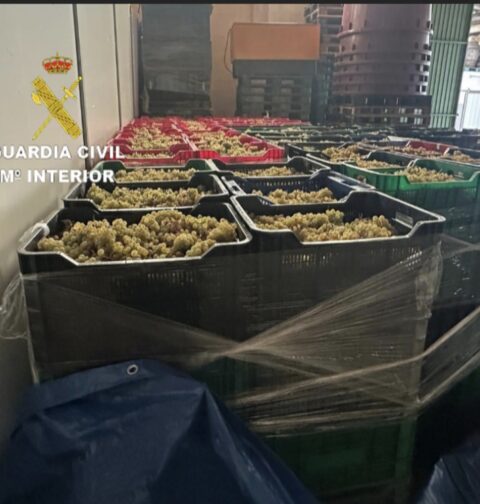 La Guardia Civil inmoviliza en Salvaterra de Miño 6000 kilos de uva procedente de Portugal sin documentación