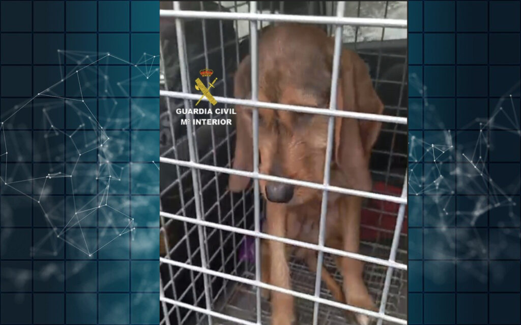 La Guardia Civil localiza a un perro desaparecido desde febrero en Moaña gracias a la colaboración esencial de la Protectora del Morrazo