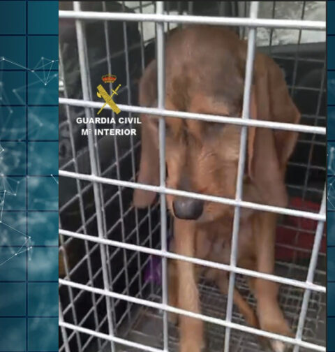 La Guardia Civil localiza a un perro desaparecido desde febrero en Moaña gracias a la colaboración esencial de la Protectora del Morrazo