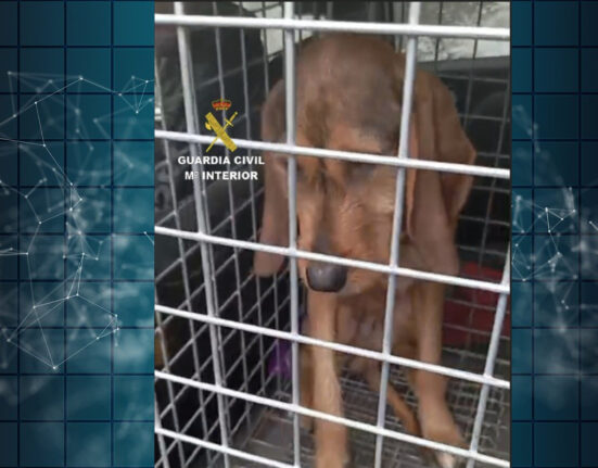 La Guardia Civil localiza a un perro desaparecido desde febrero en Moaña gracias a la colaboración esencial de la Protectora del Morrazo