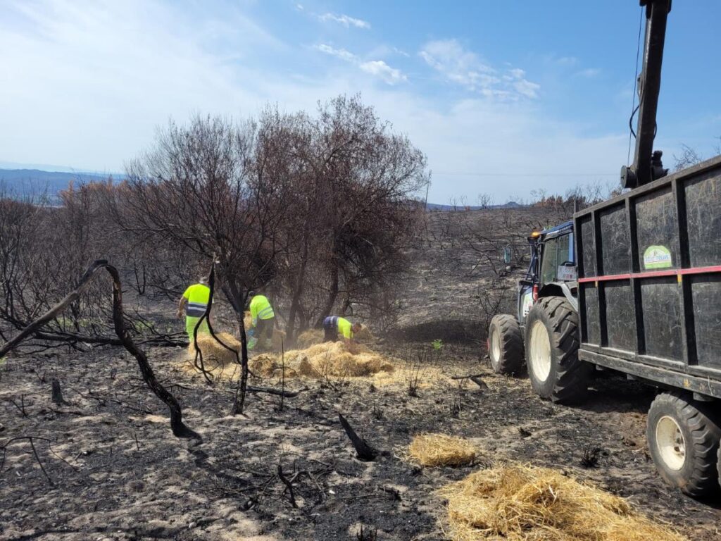 La Xunta avanza en el reparto de paja y cereales para alimentar la fauna silvestre afectada por los incendios