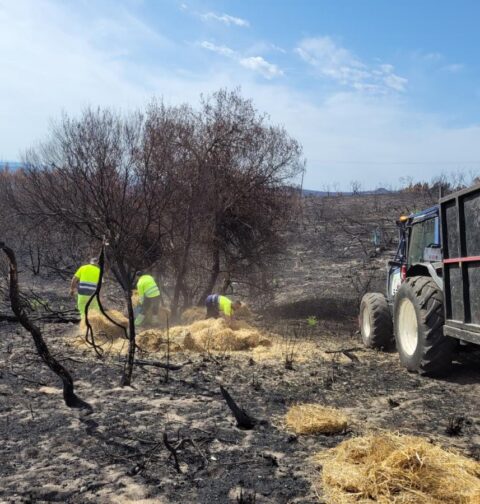 La Xunta avanza en el reparto de paja y cereales para alimentar la fauna silvestre afectada por los incendios