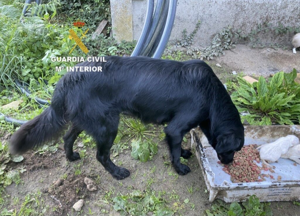La Guardia Civil investiga por un presunto delito de maltrato animal a una vecina de Gondomar