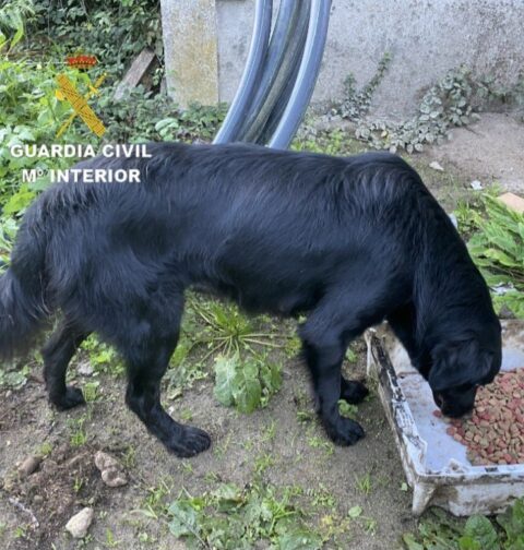 La Guardia Civil investiga por un presunto delito de maltrato animal a una vecina de Gondomar