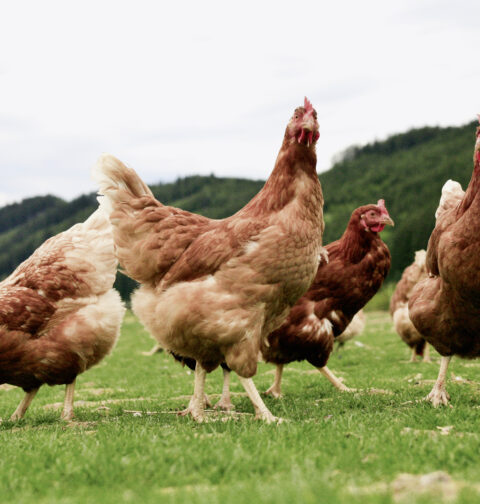 “El Ministerio de Agricultura confina aves de cría en zonas de riesgo para frenar la influenza aviar desde este lunes”