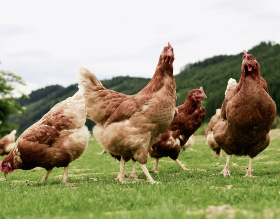 “El Ministerio de Agricultura confina aves de cría en zonas de riesgo para frenar la influenza aviar desde este lunes”