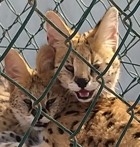 Investigadas tres personas por la cría y tenencia ilegal de felinos salvajes en Canarias