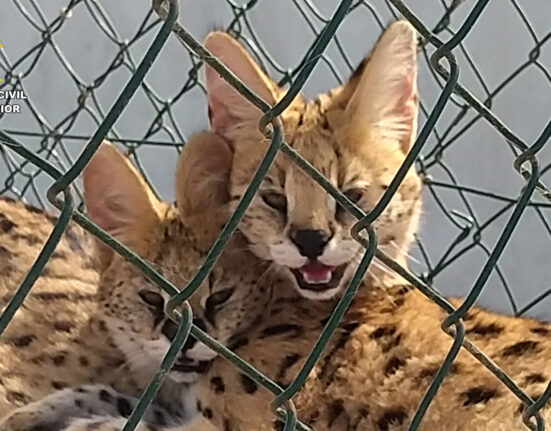 Investigadas tres personas por la cría y tenencia ilegal de felinos salvajes en Canarias