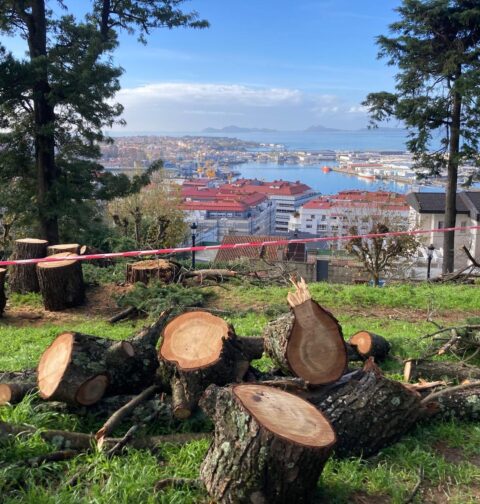 El BNG de Vigo denuncia el nuevo arboricidio de Caballero en el Castro ante Patrimonio Natural y la Defensora del Pueblo