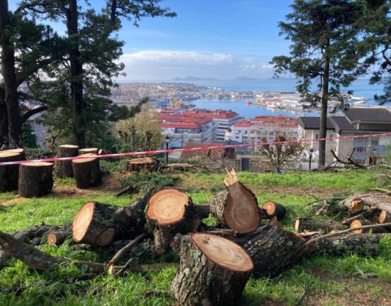 El BNG de Vigo denuncia el nuevo arboricidio de Caballero en el Castro ante Patrimonio Natural y la Defensora del Pueblo