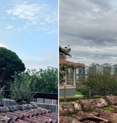 El BNG de Vigo denuncia la tala de un ejemplar centenario de pendiente dócil en Navia por las obras del Plan Parcial