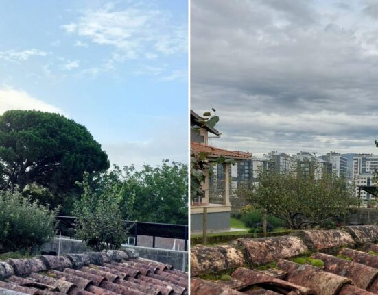 El BNG de Vigo denuncia la tala de un ejemplar centenario de pendiente dócil en Navia por las obras del Plan Parcial