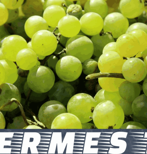 uvas