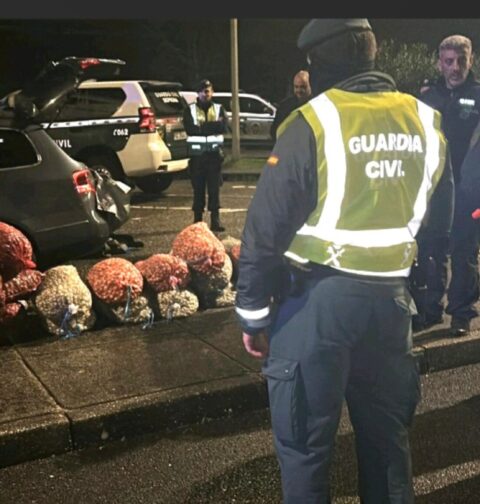 La Guardia Civil de Pontevedra en servicio conjunto con la GNR portuguesa intervienen 1400 kg de bivalvos