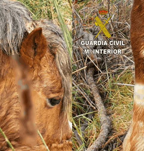 La Guardia Civil investiga a un vigués por un presunto delito contra los animales