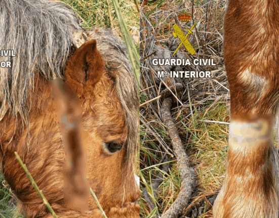 La Guardia Civil investiga a un vigués por un presunto delito contra los animales