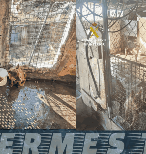 La Guardia Civil decomisa 22 perros en pésimas condiciones en Moaña