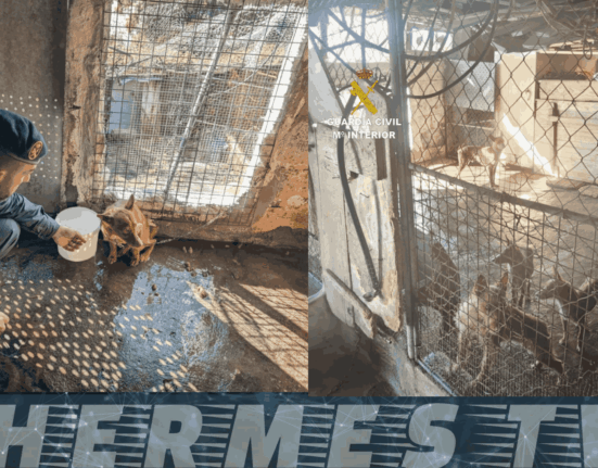 La Guardia Civil decomisa 22 perros en pésimas condiciones en Moaña