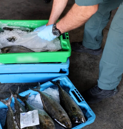 Detenidas dos personas por introducir pescado robado con residuos de medicamentos en el mercado
