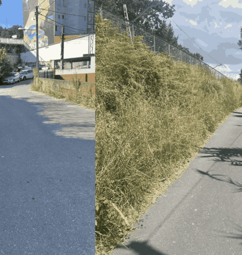 La A.V. de Teis denuncia que “o mato invade” los caminos y calles de Teis.
