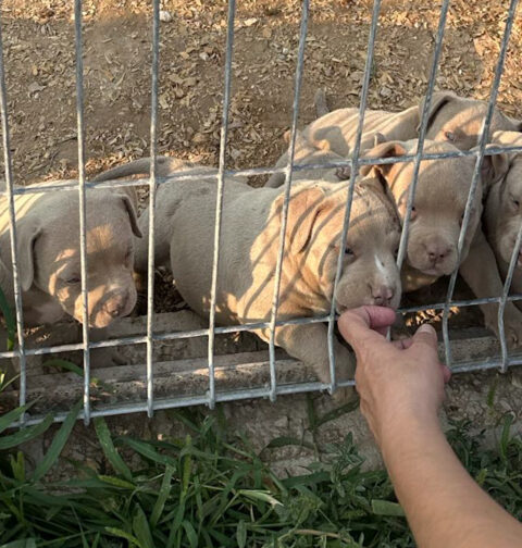 Detenidas 14 personas por comercializar perros con amputaciones ilegales de orejas y rabo