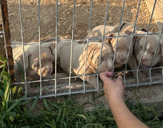 Detenidas 14 personas por comercializar perros con amputaciones ilegales de orejas y rabo