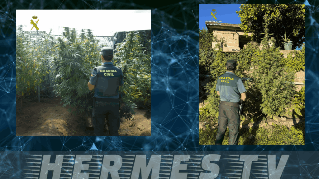 La Guardia Civil investiga a cuatro personas en la comarca de O Condado por delitos de tráfico de drogas tras incautar cerca de cuarenta plantas de marihuana