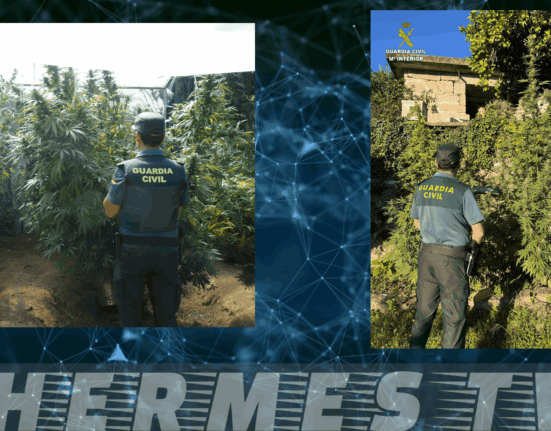 La Guardia Civil investiga a cuatro personas en la comarca de O Condado por delitos de tráfico de drogas tras incautar cerca de cuarenta plantas de marihuana