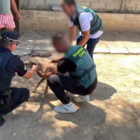 Recuperados en Sevilla ocho galgos de competición que habían sido robados y maltratados