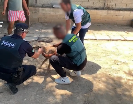 Recuperados en Sevilla ocho galgos de competición que habían sido robados y maltratados